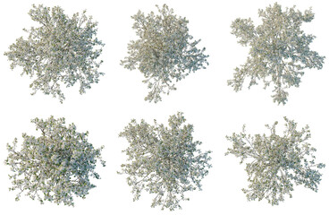 Fototapeta premium Set of Pyrus calleryana Winter Glow tree plan, top view, cutout, transparent background, isolate, Collection of Flowering Trees - Lush Greenery & Blooming Branches for Landscape Design and Visuals