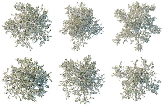 Set of  Pyrus calleryana Winter Glow tree plan, top view, cutout, transparent background, isolate, Collection of Flowering Trees - Lush Greenery & Blooming Branches for Landscape Design and Visuals