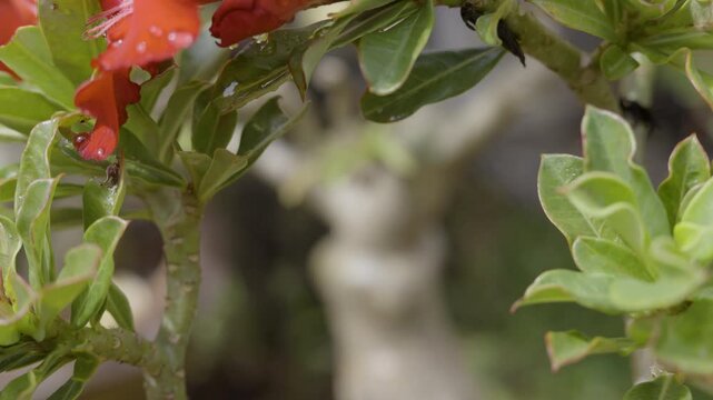 Water Droplets On Vibrant Adenium Flowers