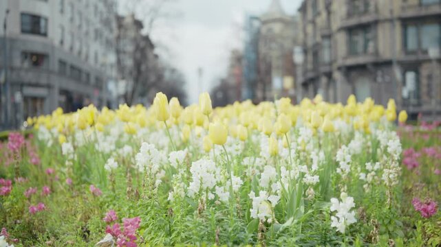 Yellow tulips with white snapdragons blooming in lush urban flowerbed beside blurred city boulevard, modern buildings, pink accents, and soft daylight, with tulip, snapdragon, yellow, white detail