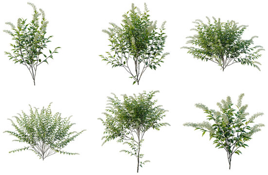 Set of Cestrum nocturnum tree, elevation, front view, cutout, transparent background, isolate, Collection of Lush Green Bushes with Delicate Flowers - A Botanical Illustration for Design