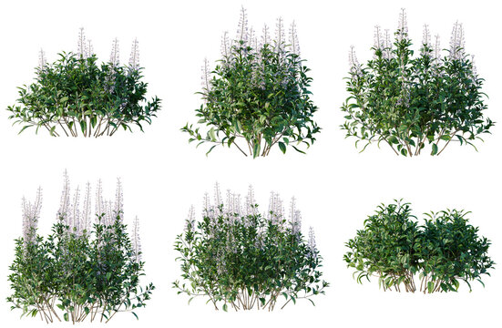 Set of Plectranthus Mona Lavender tree, elevation, front view, cutout, transparent background, isolate, Collection of Lush Lavender Bushes - Perfect for Landscape Design & Botanical Illustrations