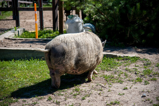 funny pig in a farm