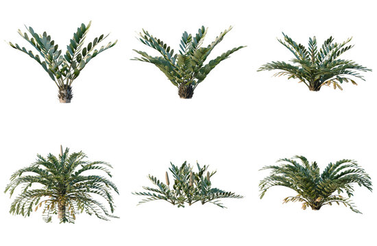 Set of Zamia furfuracea tree, elevation, front view, cutout, transparent background, isolate, Variety of tropical cycad plants, a prehistoric group with diverse forms and textures.