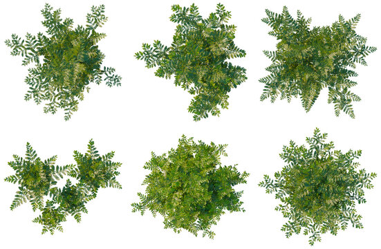 Set of  Davallia mariesii tree plan, top view, cutout, transparent background, isolate, Collection of Green Foliage Trees - Perfect for Game Development & Landscape Design