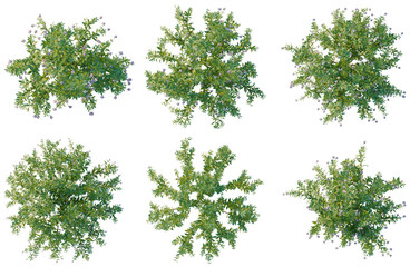 Obraz premium Set of Lysionotus pauciflorus tree plan, top view, cutout, transparent background, isolate, Collection of Lush Green Bushes - Perfect for Landscaping Designs and Natural Scenes