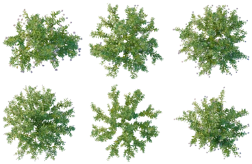 Set of  Lysionotus pauciflorus tree plan, top view, cutout, transparent background, isolate, Collection of Lush Green Bushes - Perfect for Landscaping Designs and Natural Scenes © Peter Hai