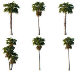 Obraz premium Set of Washingtonia robusta tree, elevation, front view, cutout, transparent background, isolate, Six Realistic Palm Trees with Detailed Textures - Perfect for Tropical Landscapes