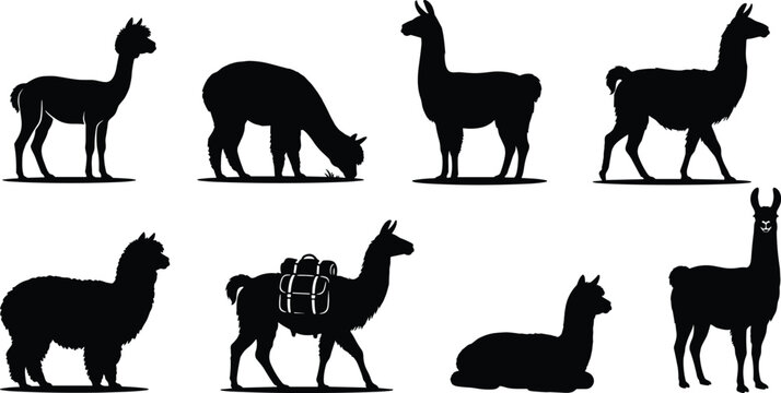 Black vector silhouette collection of llamas and alpacas in various poses isolated on white background