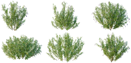 Set of Lysionotus pauciflorus tree, elevation, front view, cutout, transparent background, isolate, Collection of Lush Green Bushes - Perfect for Landscape Design and Botanical Illustration Projects © Peter Hai