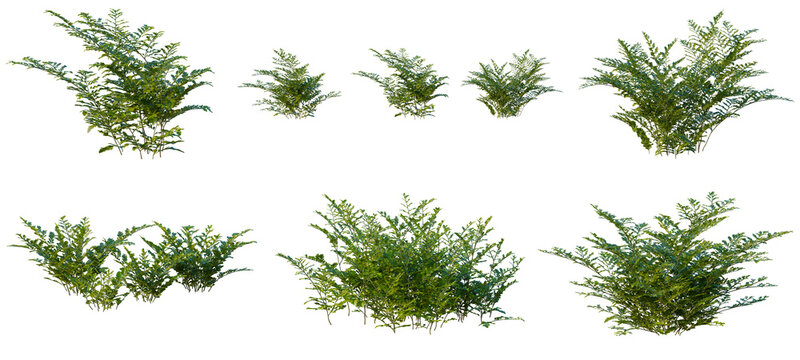 Set of Davallia mariesii tree, elevation, front view, cutout, transparent background, isolate, Collection of various green bush plants for landscaping design and outdoor scenes, png format