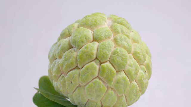 Fresh whole custard apple (sugar apple / sweetsop) slowly rotating in a seamless loop. Close-up shot highlighting the unique green textured skin and natural pattern