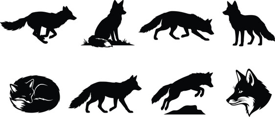 Obraz premium Set of black vector silhouettes of wild foxes in various poses isolated on white background