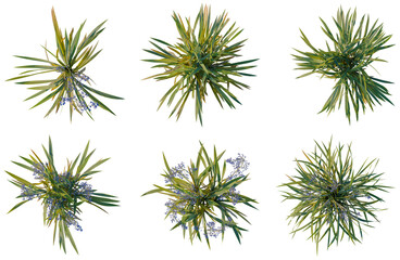 Fototapeta premium Set of Dianella caerulea tree plan, top view, cutout, transparent background, isolate, Collection of Yucca Plants - Lush Greenery for Landscape Design & Botanical Art Projects