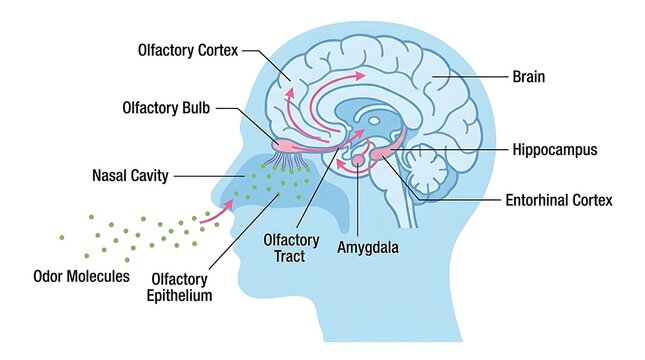 Human brain olfactory system diagram showing sense of smell mechanism