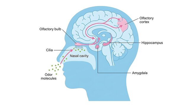 Diagram of human olfactory system and smell pathway in the brain with olfactory