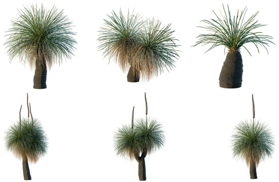 Set of Xanthorrhoea arborea tree, elevation, front view, cutout, transparent background, isolate, Collection of Yucca Plants - Desert Flora, Various Sizes & Styles for Landscape Design