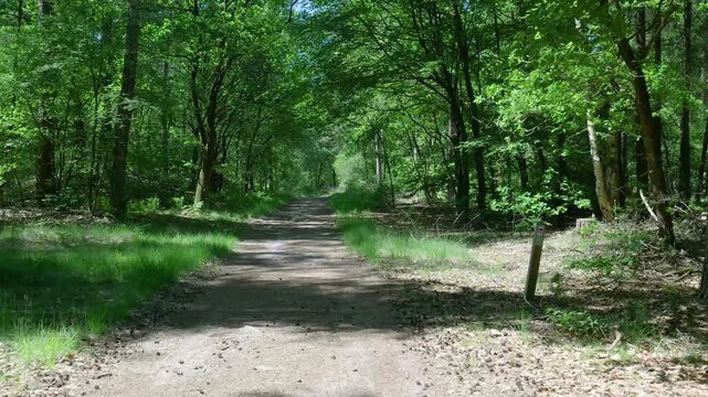 Point of view walking on a path in a green forest