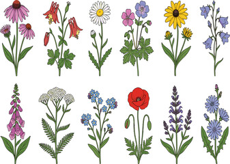 Hand drawn meadow wildflower botanical vector set, vintage floral elements collection, summer blossom graphic design © Momin