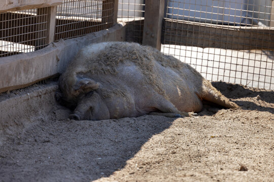 Large fat pig sleeping soundly in rural pen