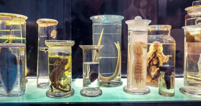 Preserving various mammal embryos and anatomical specimens