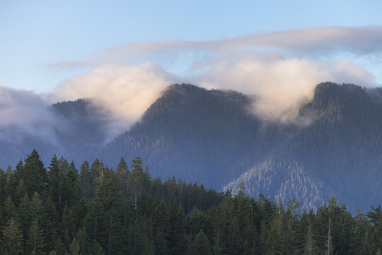 Foggy forest landscape with coniferous trees in mist