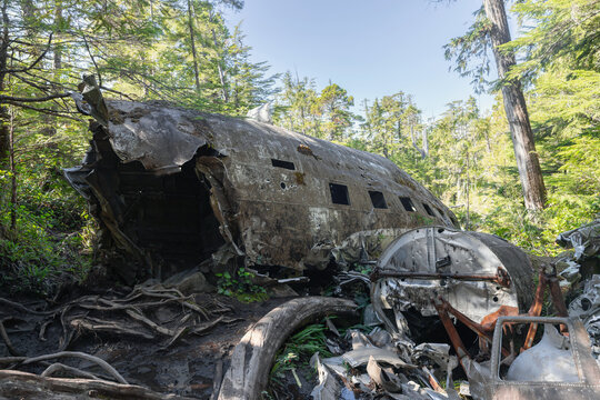 Bomber airplane wreck lying in a lush green mossy temperate forest
