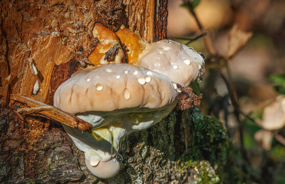 Birch Polypore (Fomitopsis betulina), medicinal mushroom growing on a tree at its ripe phase when droplets of yellowish liquid develop.