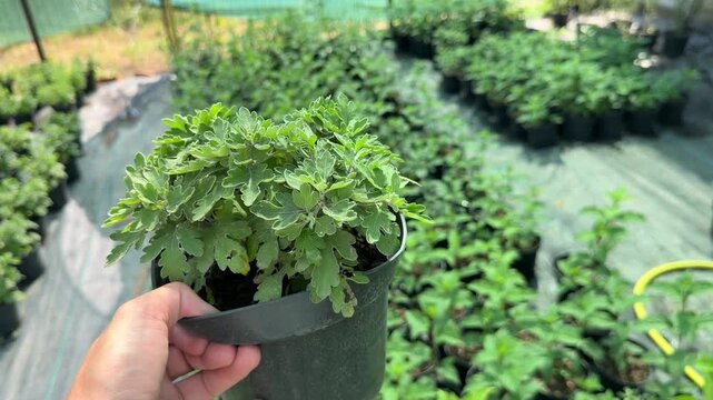 Florist holding potted chrysanthemum in greenhouse nursery