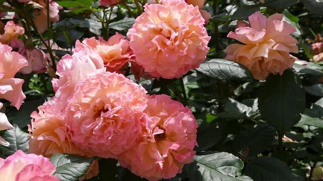 amazing pink-apricot color peony type rose Augusta Luise sort blossoming at sunny day. close up