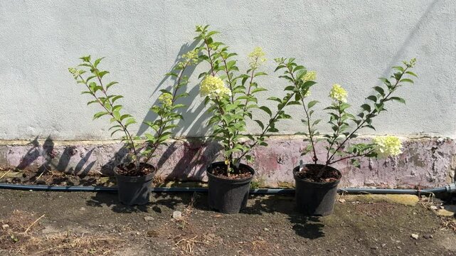 Hydrangea plants with moving shadows time lapse