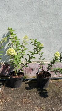 Hydrangea paniculata plants in pots growing outdoors