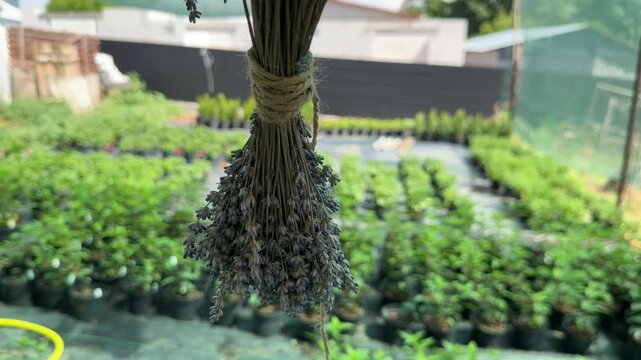 Dried lavender bunch hanging and spinning in a nursery