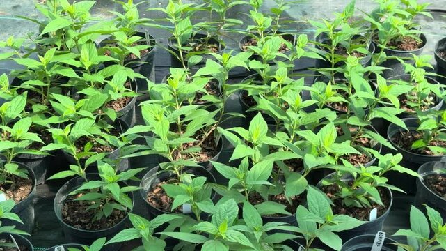 Young green seedlings growing in pots at a plant nursery