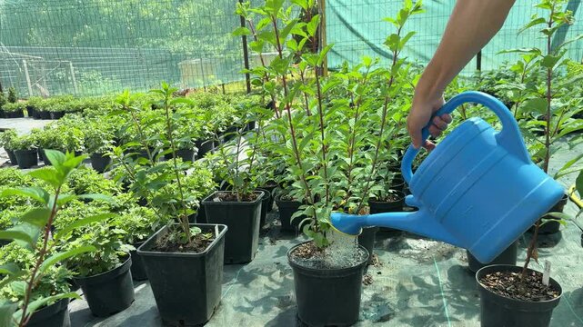 Gardener watering potted plants in greenhouse