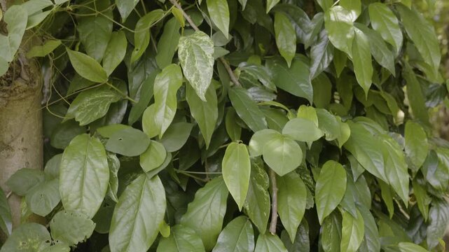 Piper Retrofractum Leaves Growing On Vine