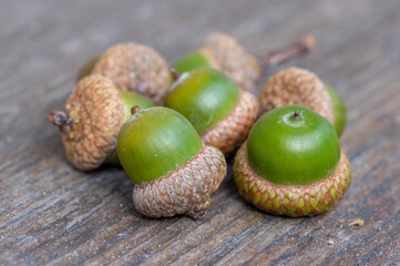 Close up of Northern red oak acorns with textured caps arranged on natural surfaces during autumn showcasing mature tree seeds © Iva