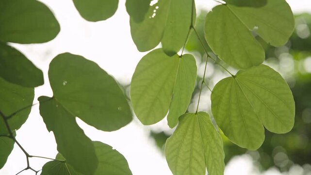 Close Up of Bauhinia Leaves Swaying Against a Bright White Sky, 4K Video Footage