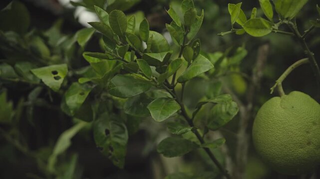 Pomelo Fruit Growing on Tree with Green Leaves in Tropical Orchard, Close Up, 4K Video Footage