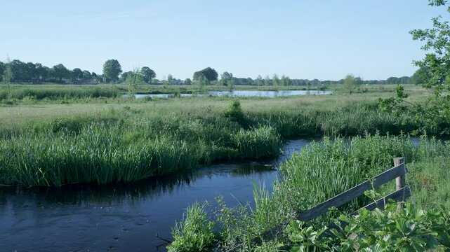 Dutch polder landscape with a winding river and green reeds