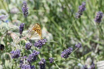 Silver-washed Fritillary butterfly (Argynnis paphia) sitting on lavender in Zurich, Switzerland © Janine