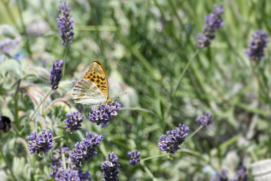 Silver-washed Fritillary butterfly (Argynnis paphia) sitting on lavender in Zurich, Switzerland