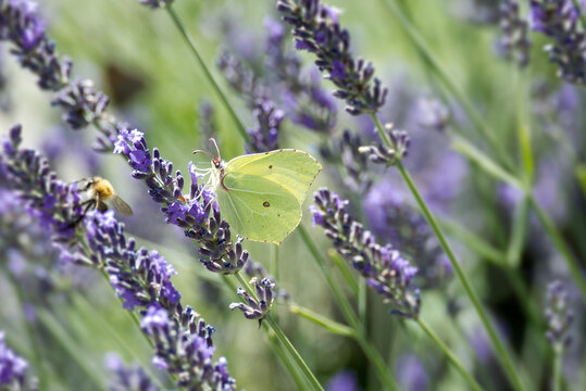 Common brimstone butterfly (Gonepteryx rhamni) sitting on lavender in Zurich, Switzerland