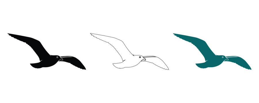 Seagull silhouettes black white teal variations for graphic design projects