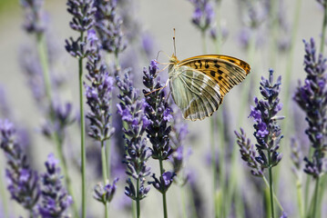 Silver-washed Fritillary butterfly (Argynnis paphia) sitting on lavender in Zurich, Switzerland © Janine