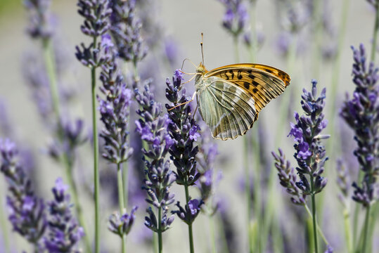 Silver-washed Fritillary butterfly (Argynnis paphia) sitting on lavender in Zurich, Switzerland