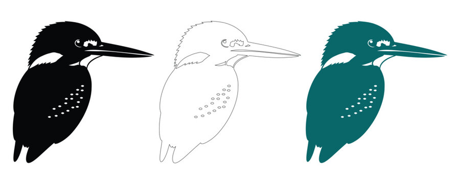 Three variations a common kingfisher solid outline teal color scheme