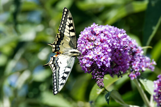 Old World Swallowtail or common yellow swallowtail (Papilio machaon) sitting on summer lilac in Zurich, Switzerland
