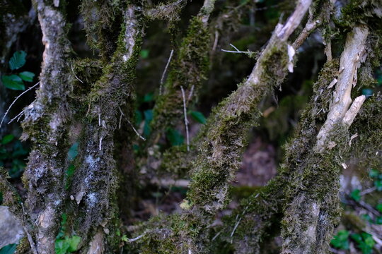 Tree branch covered with moss and lichen in blurred forest background
