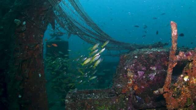 Ghost Fishing Net Tangled on Shipwreck Deck With School of Snappers in Tropical Waters